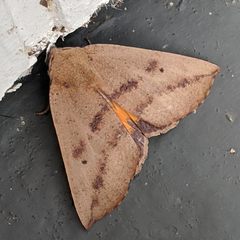 Mnesampela heliochrysa