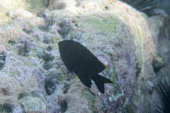 Plectroglyphidodon apicalis