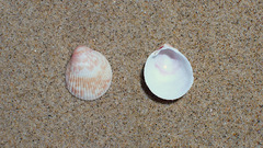 Acrosterigma kerslakae