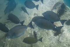 Prionurus maculatus