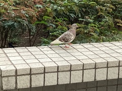 Columba livia domestica