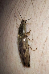 Conoderus fuscofasciatus