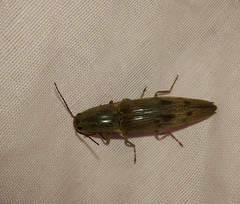 Conoderus fuscofasciatus