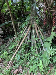 Socratea exorrhiza