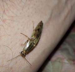 Conoderus fuscofasciatus