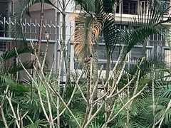 Pycnonotus jocosus