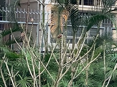 Pycnonotus jocosus