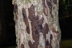 Biscogniauxia atropunctata