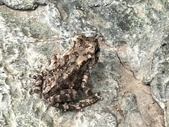 Duttaphrynus melanostictus