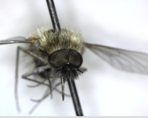 iNaturalist observation photo of Conophorus