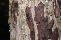 Biscogniauxia atropunctata