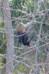 Corvus brachyrhynchos