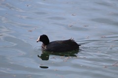 Fulica americana