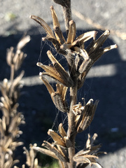 Oenothera wolfii