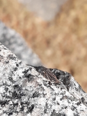 Graphocephala confluens