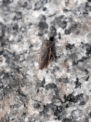 Graphocephala confluens