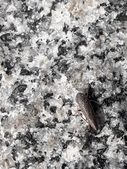 Graphocephala confluens