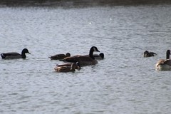 Branta canadensis