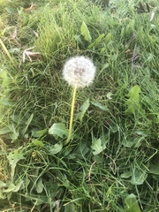 Taraxacum officinale