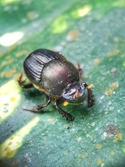 Onthophagus pedator