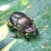 Onthophagus pedator - Photo (c) klearad, algunos derechos reservados (CC BY-NC), subido por klearad