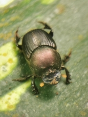 Onthophagus pedator