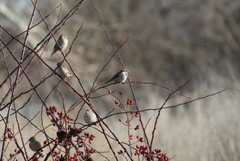 Passer domesticus