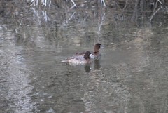 Aythya affinis