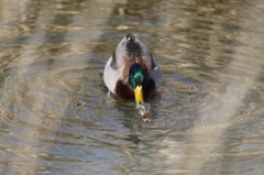 Anas platyrhynchos