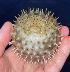 Chilomycterus antillarum