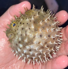 Chilomycterus antillarum