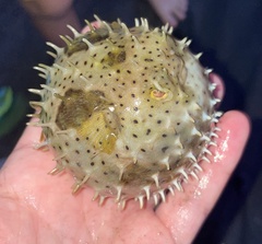 Chilomycterus antillarum