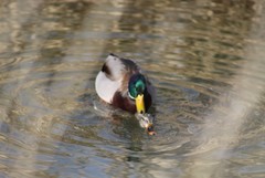 Anas platyrhynchos