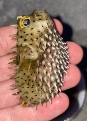 Chilomycterus antillarum