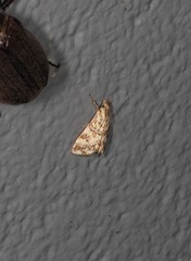Aporocosmus lamprodeta