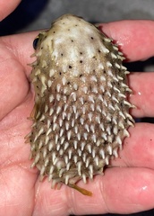 Chilomycterus antillarum