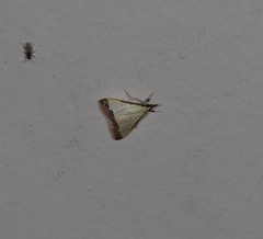 Autocharis hedyphaes