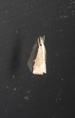 Calamotropha leptogrammellus