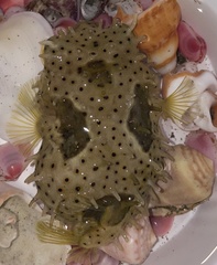 Chilomycterus antillarum