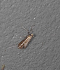 Euclasta maceratalis