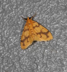 Eusabena paraphragma