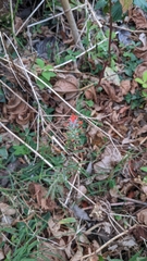 Castilleja arvensis