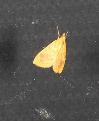 Hyalobathra brevialis