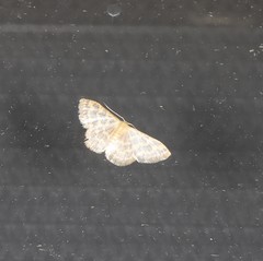 Idaea simplex