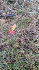Castilleja arvensis