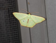 Metallochlora ametalla