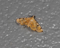 Notarcha