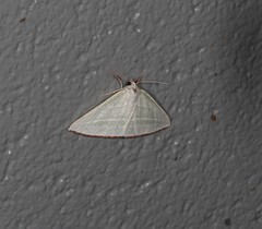 Oenochroma infantilis