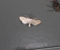 Parapoynx dentizonalis