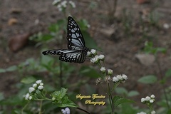 Ideopsis